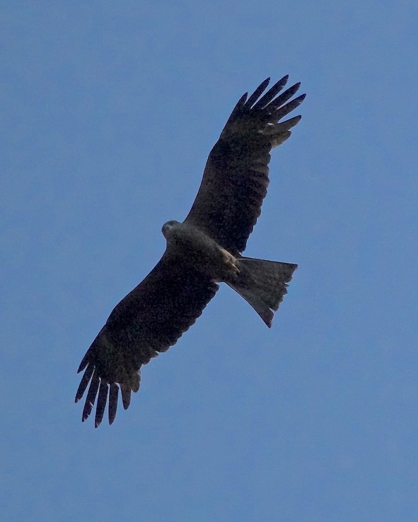 black kite